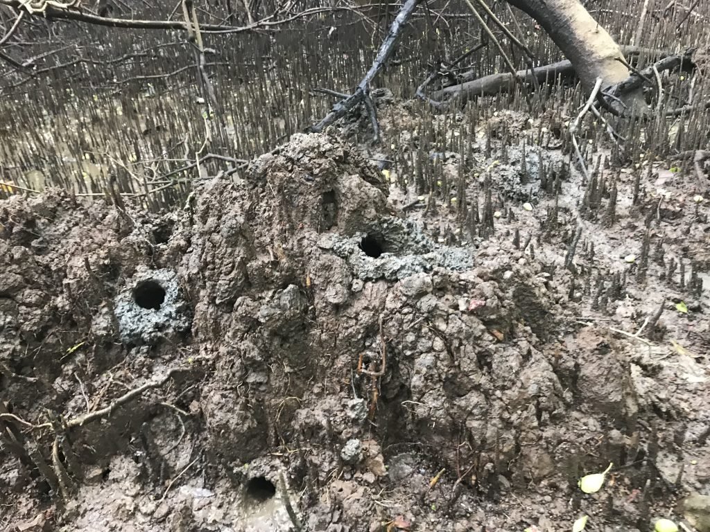 Mud lobster homes and ant hills in the mangroves