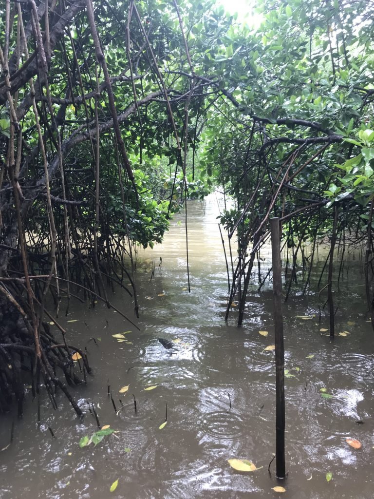 Goa's Mangroves and environment